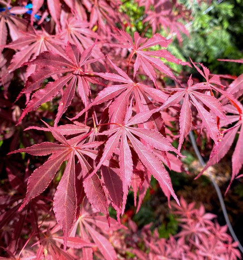 Acer palmatum "Sumi nagashi"