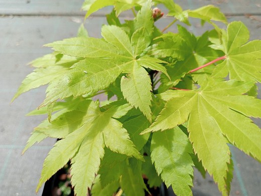 Acer palmatum "Summer gold"