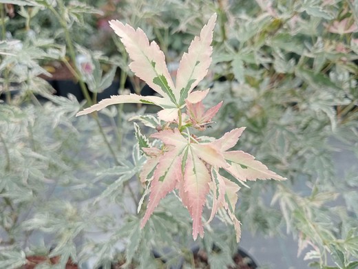 Acer palmatum "Taylor"