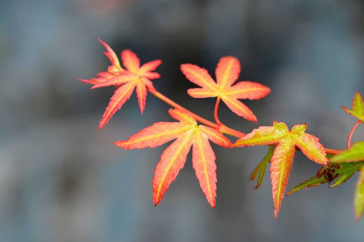 Acer palmatum "Wilson's pink dwarf"