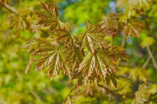 Acer Platanoides, érable royal en pot