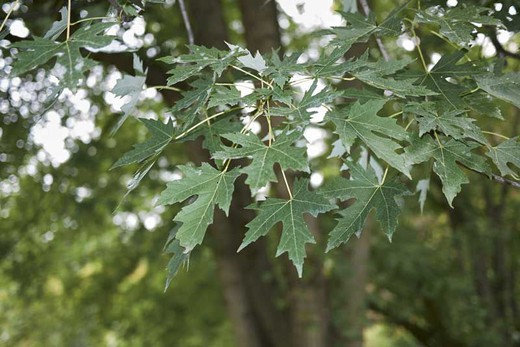 Acer saccharinum, arce blanco americano