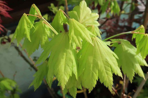 Acer shirasawanum "Aureum", érable shirasawanum Aureum