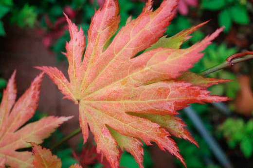 Acer shirasawanum "Autumn moon", Acer autum moon