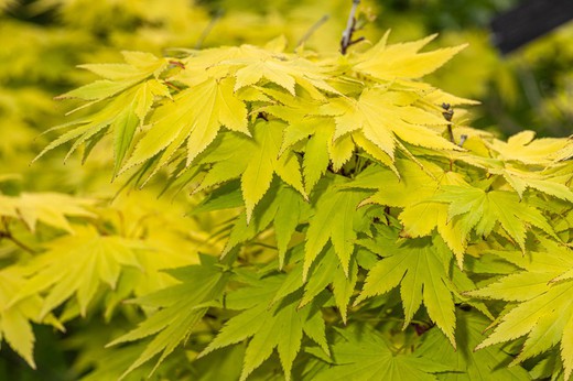 Acer shirasawanum "Jordan"