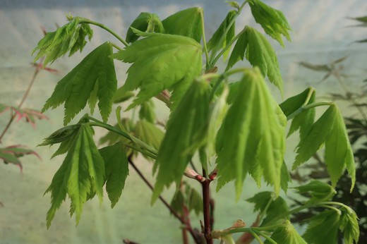 Acer shirasawanum "Kinkakure"