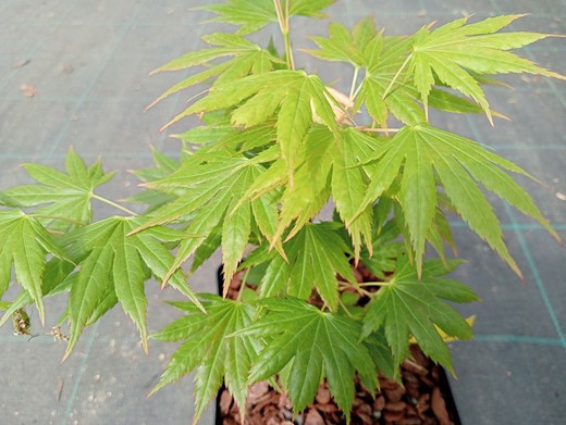 Acer shirasawanum "Mr. Sun"