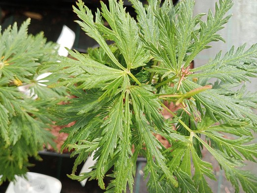 Acer shirasawanum Green Snowflake
