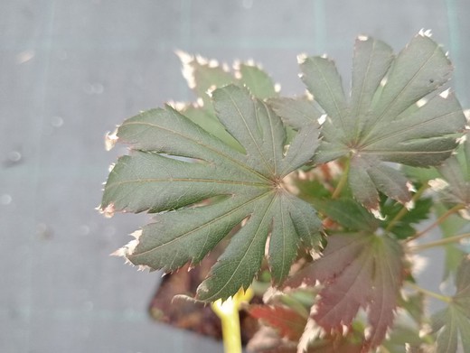 Acer shirasawanum "Yasemin"