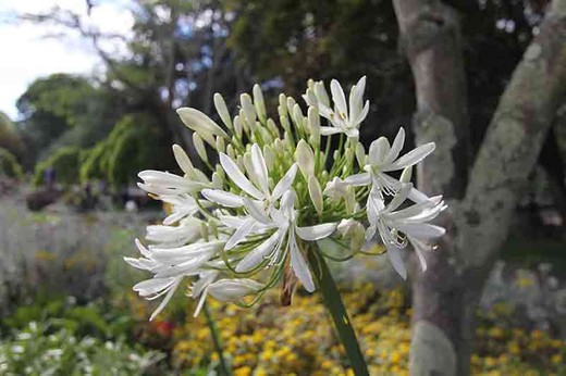 Agapanthus branco, flor branca do amor, Agapanthus africanus