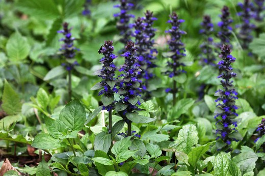 Ajuga reptans "Atropurpurea"