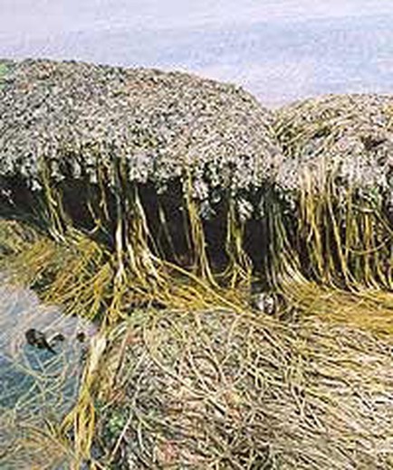 Algas de espaguete orgânico do mar (himanthalia elongata)