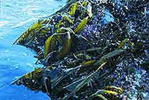 Algas wakame orgânicas nativas dos estuários galegos