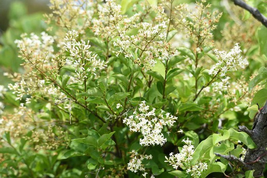 Alfeneiro japonês - Ligustrum japonicum