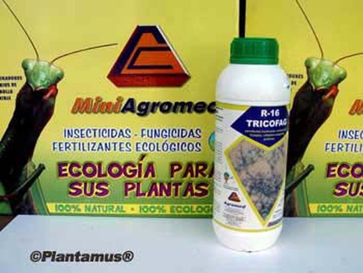 Anti-fungos ecológicos, Trichoderma Bio 16, melhora as defesas