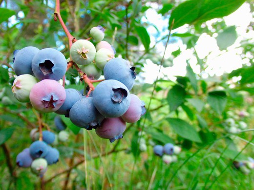 Arándano Aurora - Vaccinium corymbosum "Aurora"