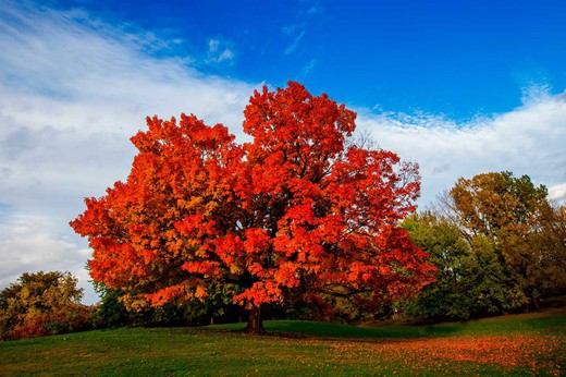 Érable à sucre, sucre acer, Acer saccharum