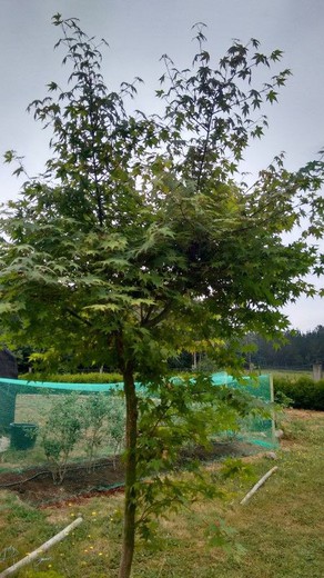 Arce japonés, Acer palmatum de calibre 14/16 cm