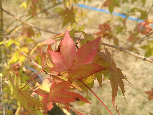 Arce japonés, Acer palmatum de calibre 18/20 cm