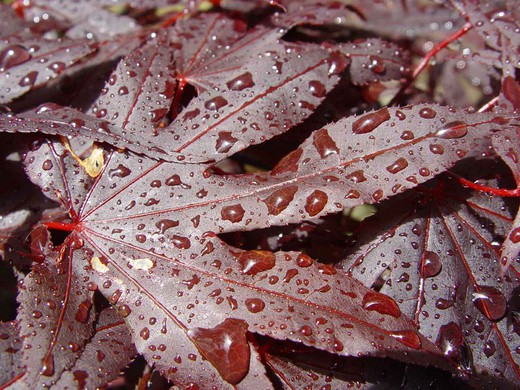 Érable japonais 'Bloodgood', Acer palmatum "Bloodgood"
