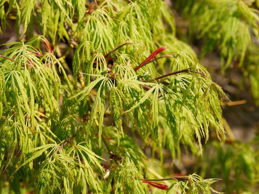 Bordo japonês 'Dissectum Viridis', Acer palmatum 'Dissectum viridis'
