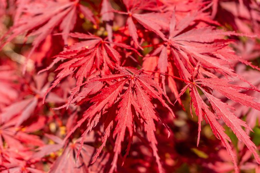 Bordo japonês 'Inaba Shidare', Acer palmatum 'Inaba shidare'