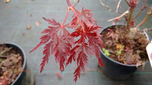 Arce japonés llorón de hoja roja, Acer palmatum 'Inaba shidare'