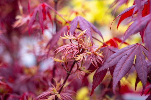 Ácer japonês 'Shaina', Acer palmatum 'Shaina'