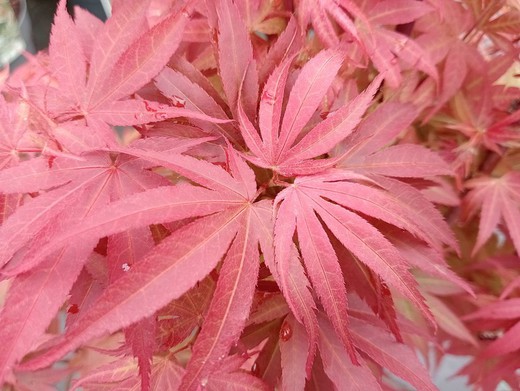 Érable japonais 'Pixie'. Acer palmatum 'Pixie'