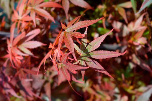 Bordo japonês "vassoura de Skeeters", Acer palmatum "vassoura de Skeeters"
