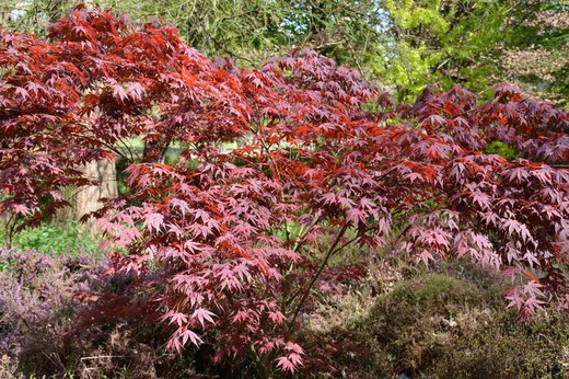 Japonês Trompenburg Maple Acer palmatum "Trompenburg"