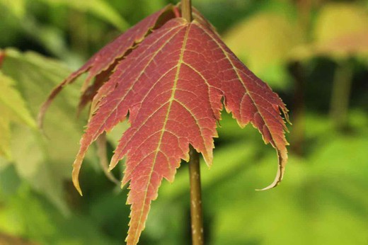Arce rojo en maceta, arce de canadá, Acer rubrum