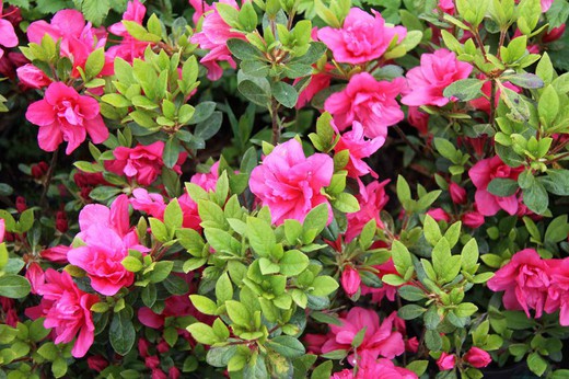 Azalea japonica Christina, rosa vivo doble