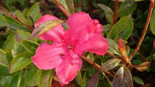 Azalea japónica excelsior, flor en forma de trompeta roja.