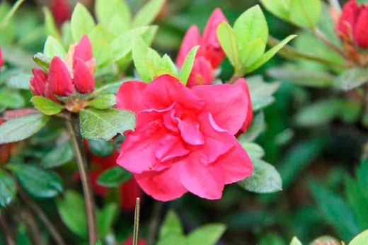 Azalea japonica Florida, fleur double rose rougeâtre
