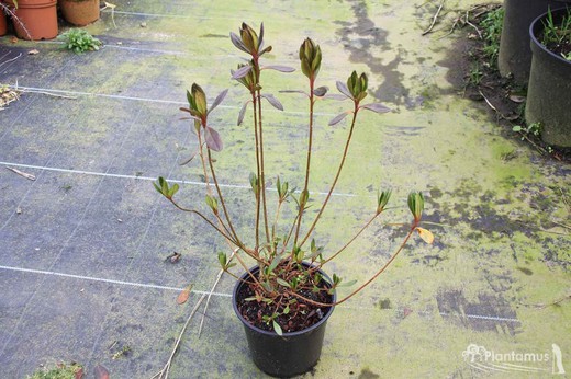 Azalea japonica Gilbert mulliere