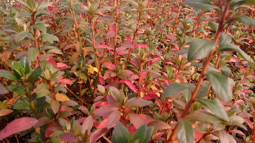 Gorbella japonica azalea, rose clair à pois rose vif