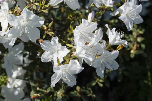 Azalea japónica Pleasent white