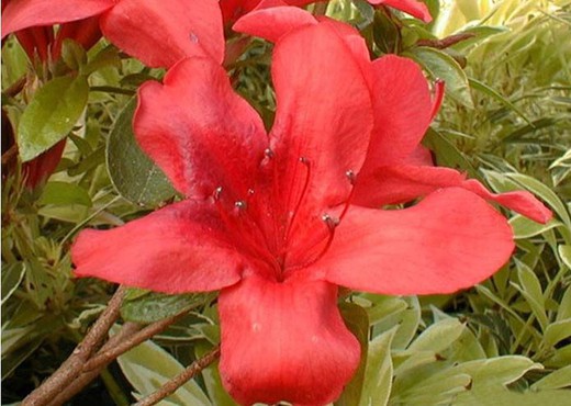 Azalea japonica Sakata Red