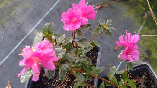 Azalea japonica Christina, rosa vivo doble — Plantamus Vivero online