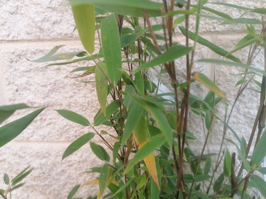 Bambou, Fargesia nitida "Trifina"