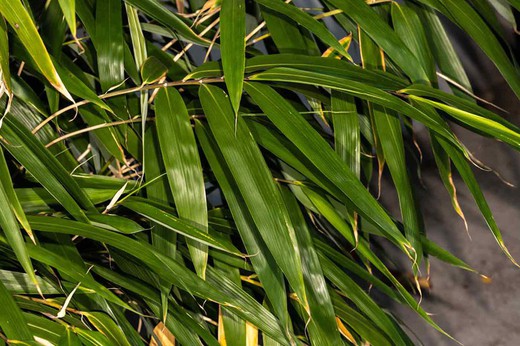 Bambu japonês, Pseudosasa japonica em vaso