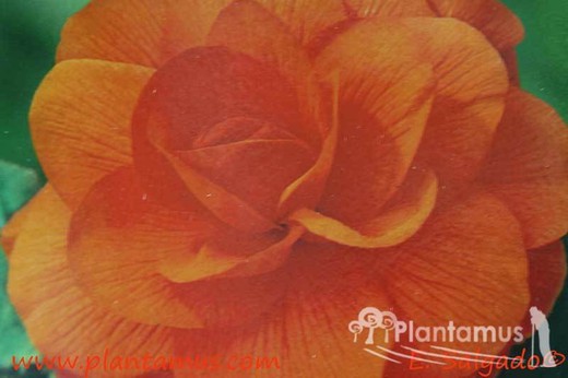 BEGONIA DOBLE NARANJA — Plantamus Vivero online
