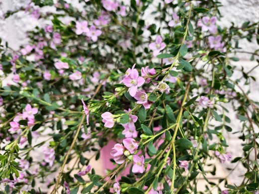 Boronia crenulata