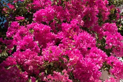 Bougainvillea glabra Sanderiana, buganvilla rosa malva — Plantamus Vivero  online