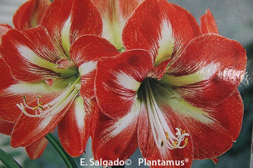 Quieres plantar Bulbos de primavera? Aprovecha las mejores ofertas —  Plantamus Vivero online