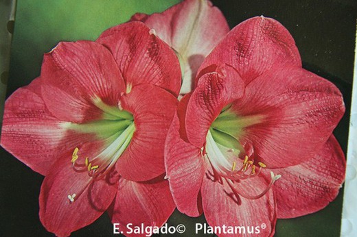 BULBO DE AMARILIS DOS COLORES. Rojo y blanco — Plantamus Vivero online
