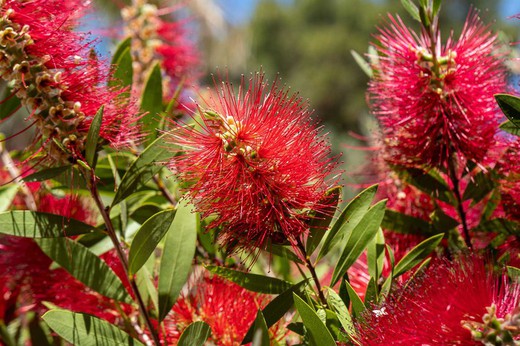 Callistemon laevis