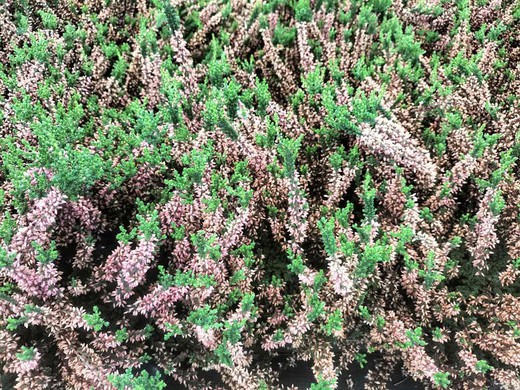 Calluna vulgaris Garden girls, brezo