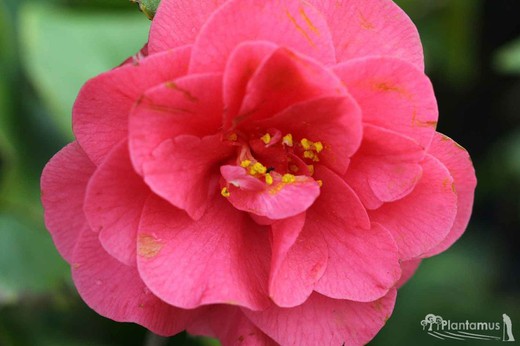 Camélia, Camellia japonica 'Longwood'